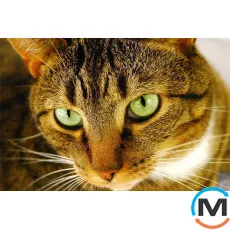 Товар 113, фото 