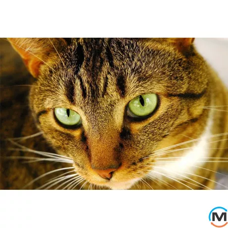 Товар 113, фото 